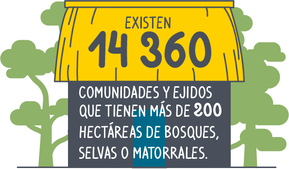 Manejo forestal en cifras